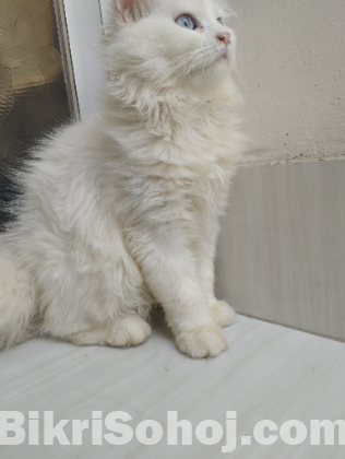 পার্সিয়ান বিড়াল